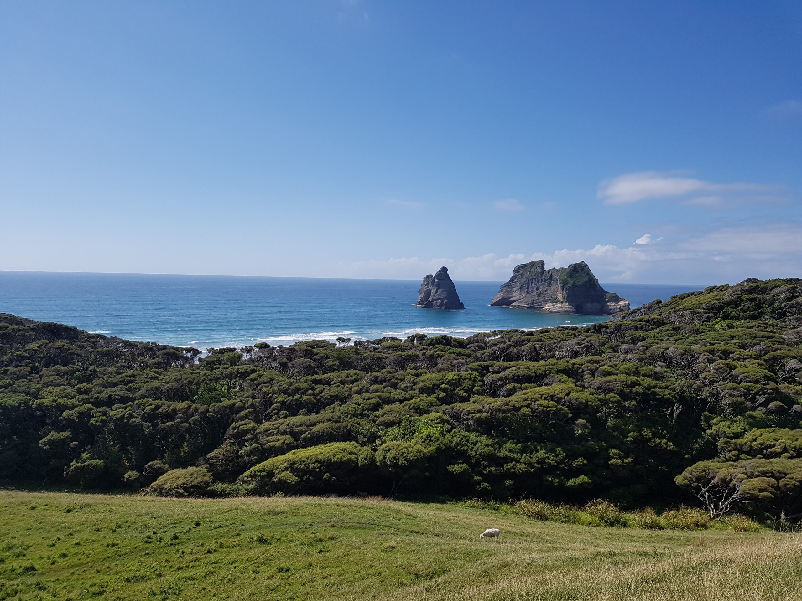 Workway Erfahrung Neuseeland – Zwischen Sandhügeln und Cafés